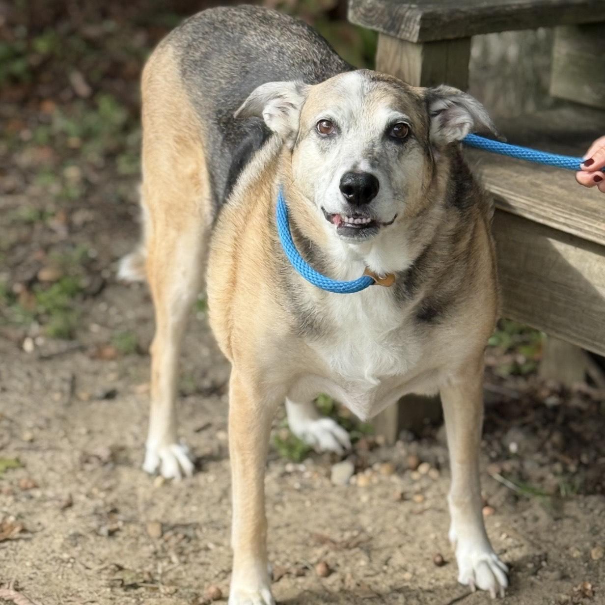 Turk, a Adoptable mixed breed in Eatontown, NJ image 4/5