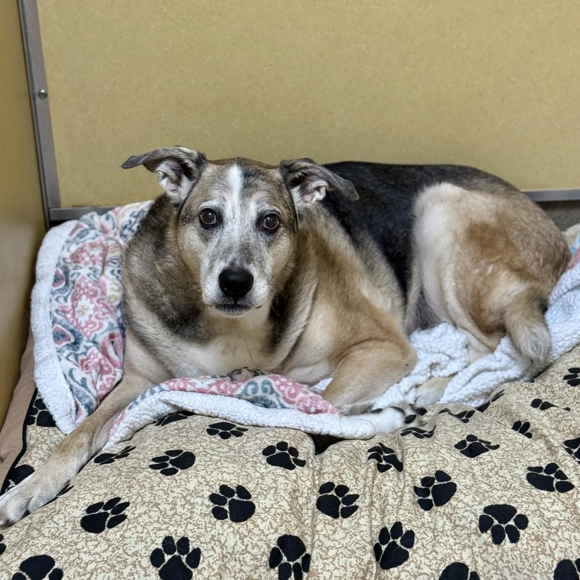 Turk, a Adoptable mixed breed in Eatontown, NJ image 5/5