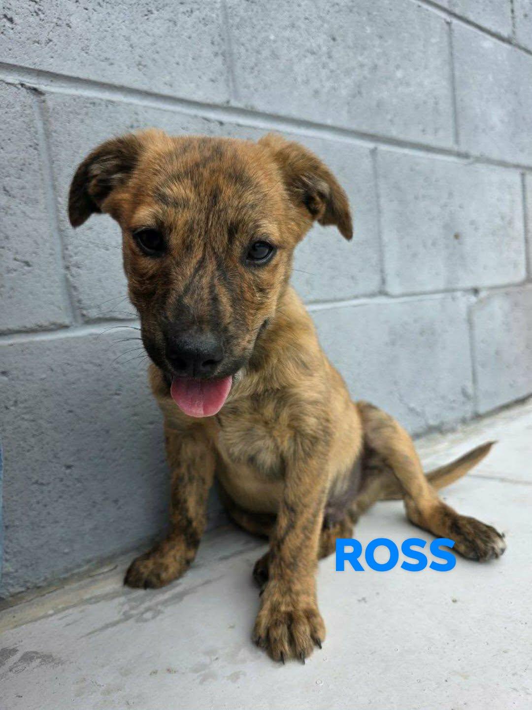 Enlarge Ross, a Adoptable mixed breed in Brooksville, FL image 1/2