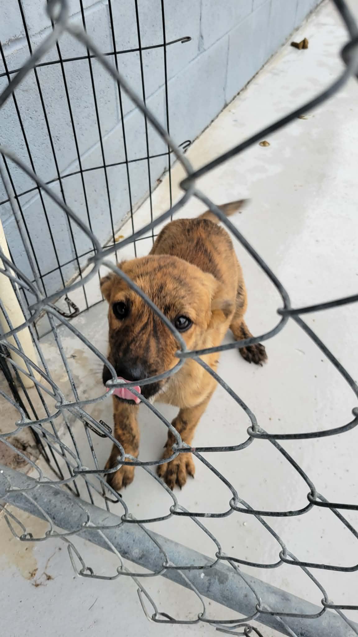 Enlarge Ross, a Adoptable mixed breed in Brooksville, FL image 2/2