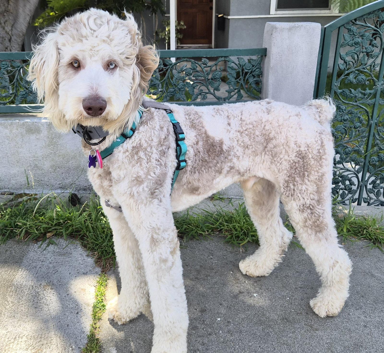 Leo, Adoptable, Young Male Standard Poodle & Labrador Retriever.