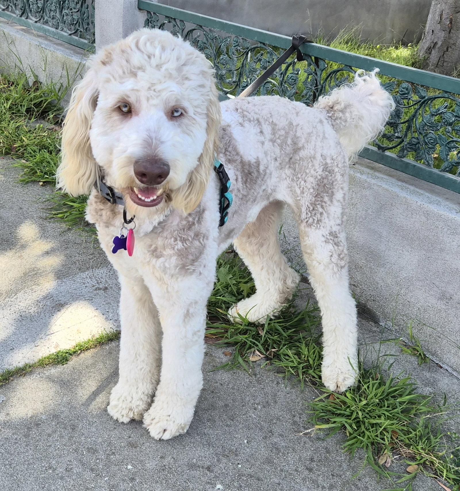 Enlarge Leo, a Adoptable mixed breed in Los Angeles, CA image 3/3