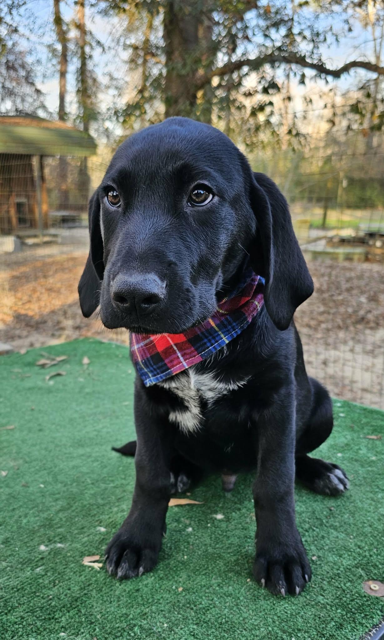 Enlarge Sailor , an adopted Mixed Breed in Argyle, NY image 4/5