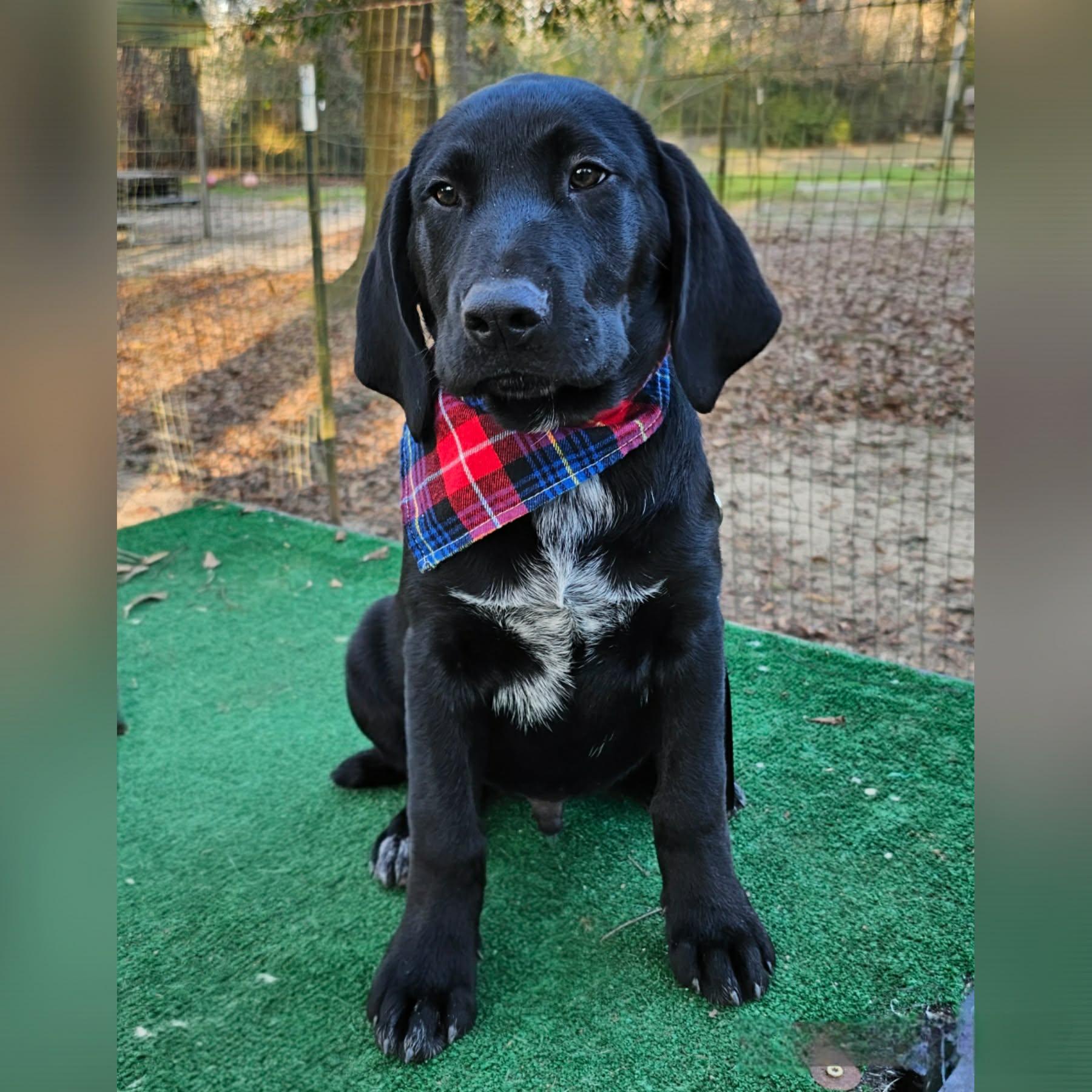 Enlarge Sailor , an adopted Mixed Breed in Argyle, NY image 1/5