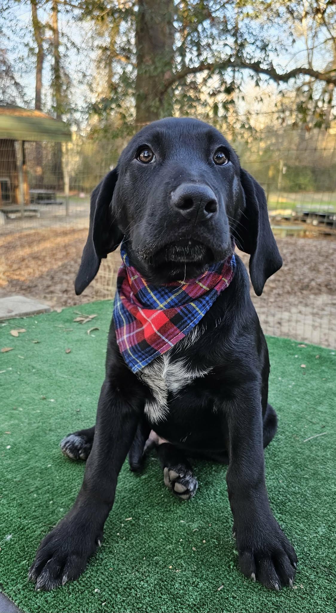 Enlarge Sailor , an adopted Mixed Breed in Argyle, NY image 5/5