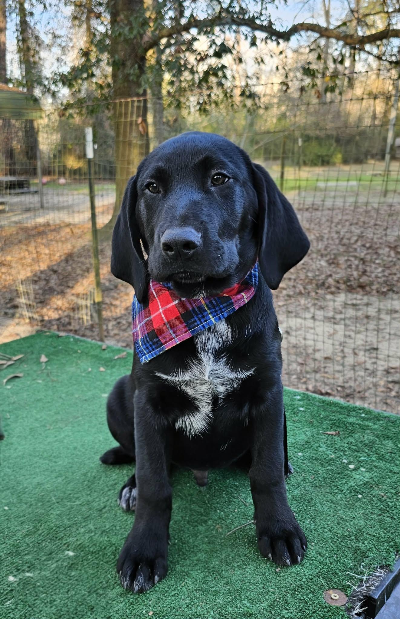 Enlarge Sailor , an adopted Mixed Breed in Argyle, NY image 2/5