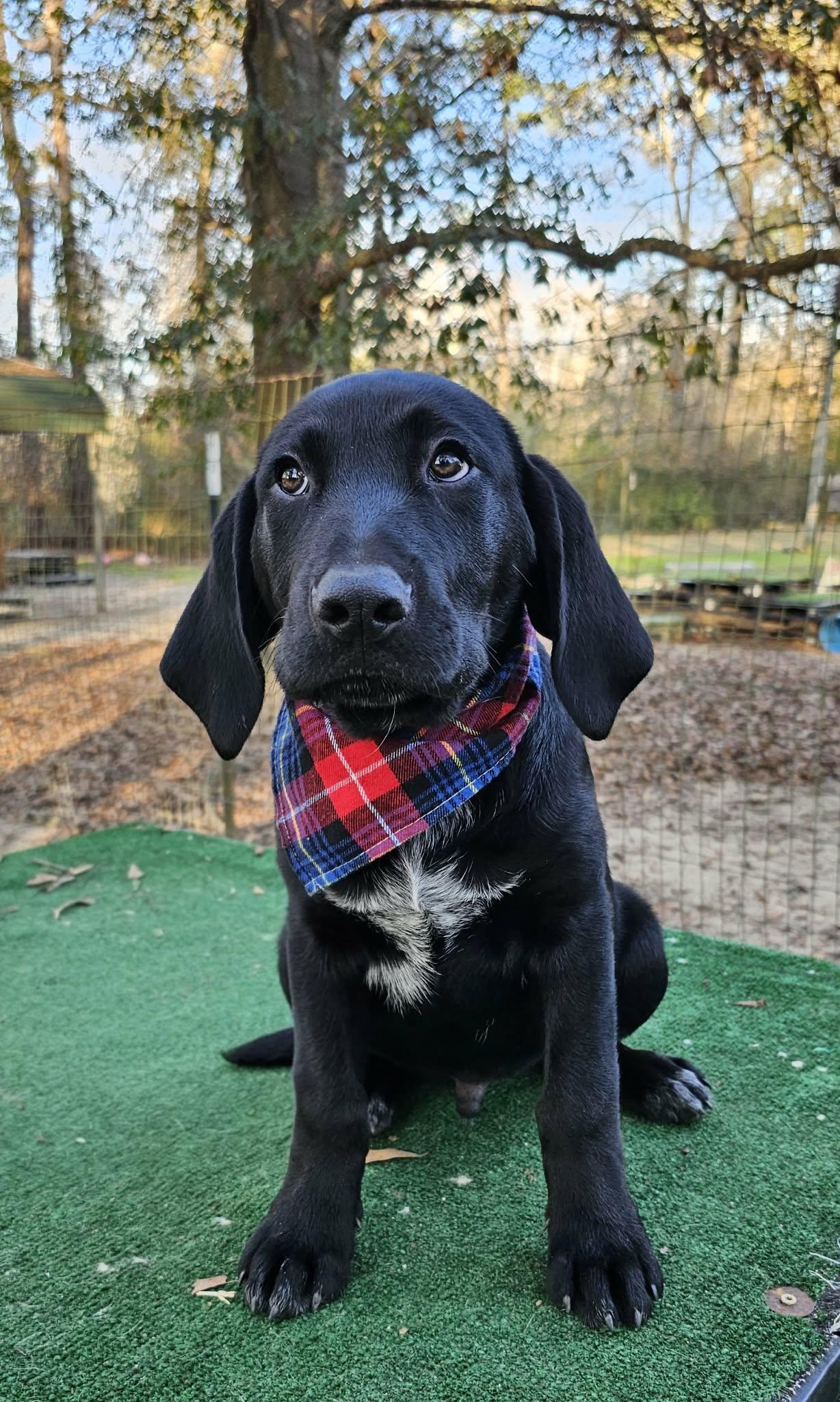 Enlarge Sailor , an adopted Mixed Breed in Argyle, NY image 3/5