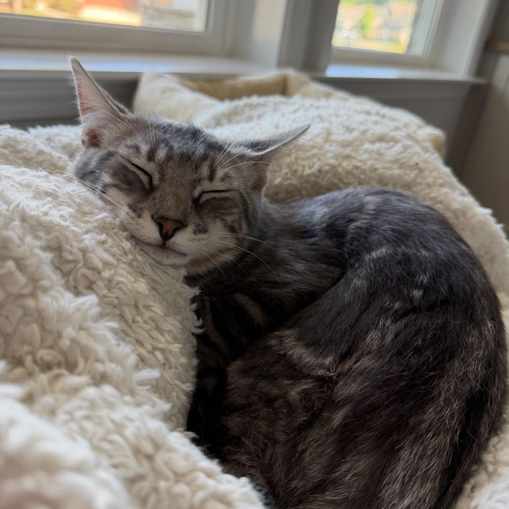 Puffin (Coastal Birds), Adoptable, Kitten Male Domestic Short Hair.