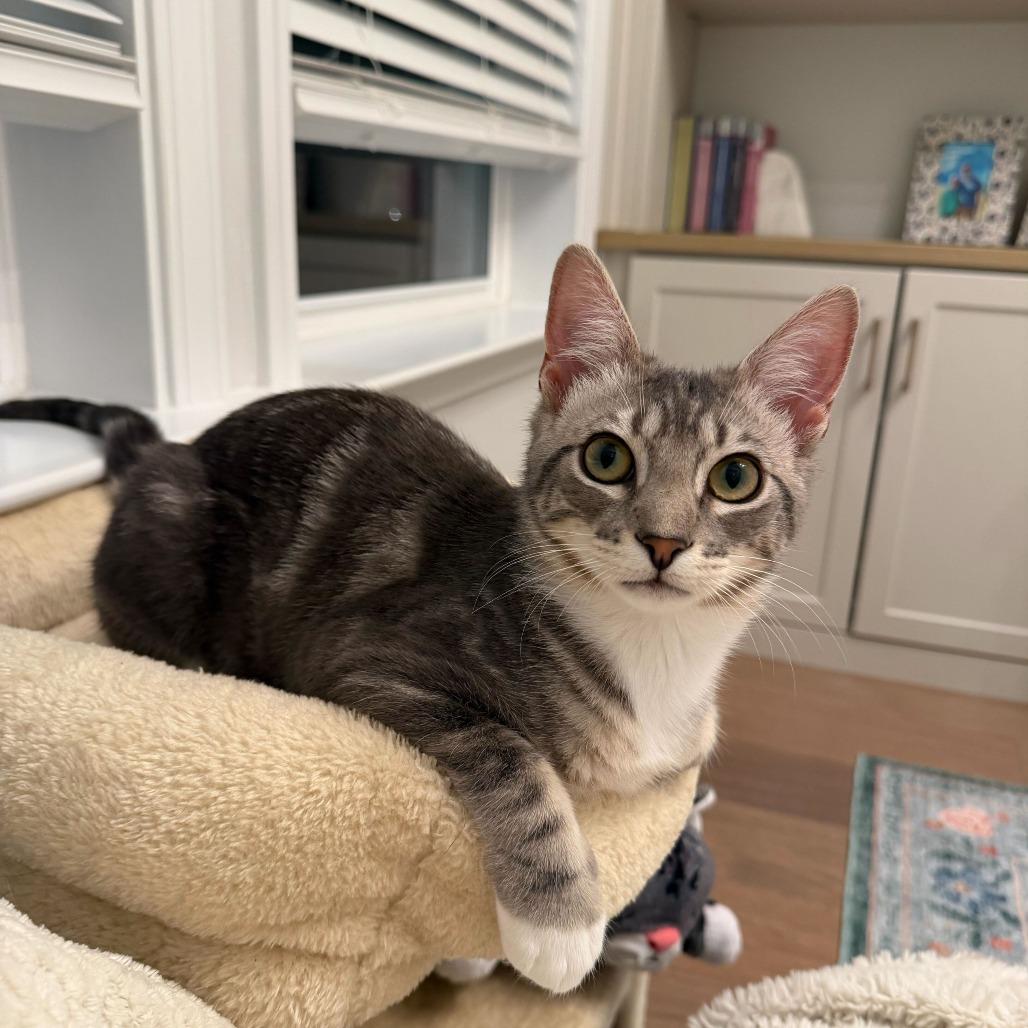 Enlarge Puffin (Coastal Birds), a Adoptable Domestic Short Hair in Charlotte, NC image 2/6