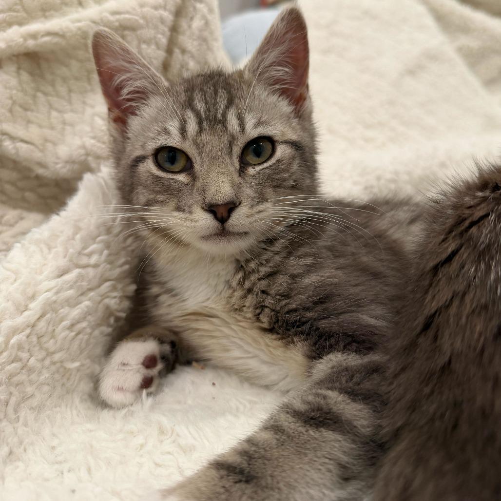 Enlarge Puffin (Coastal Birds), a Adoptable Domestic Short Hair in Charlotte, NC image 3/6
