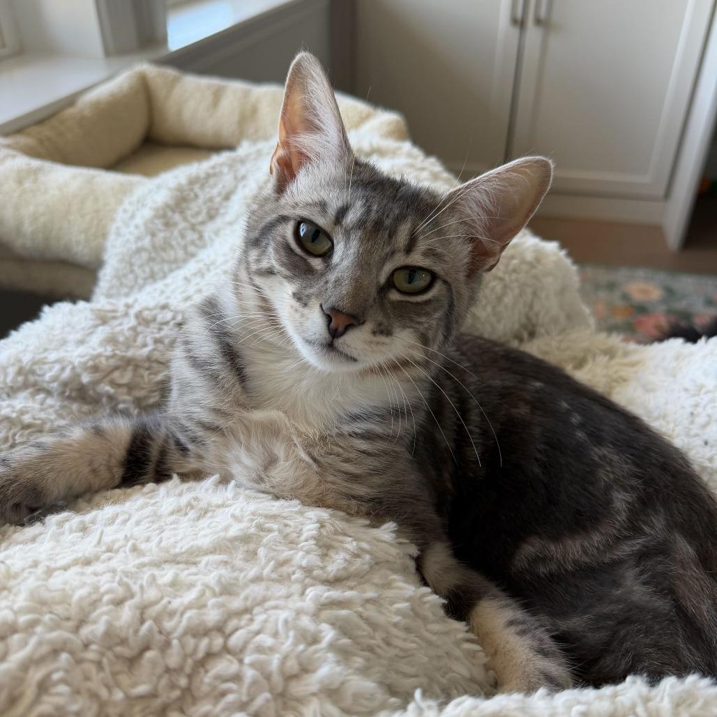 Enlarge Puffin (Coastal Birds), a Adoptable Domestic Short Hair in Charlotte, NC image 4/6