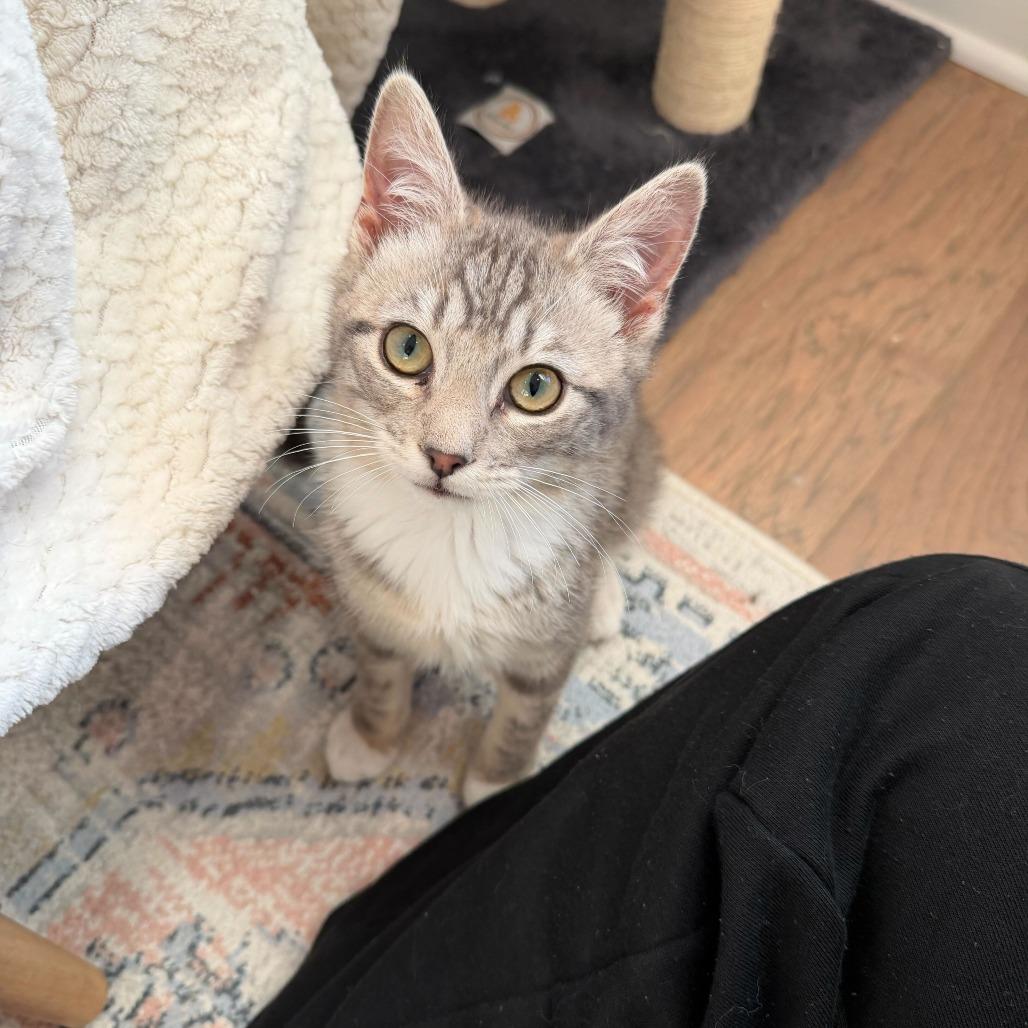 Enlarge Puffin (Coastal Birds), a Adoptable Domestic Short Hair in Charlotte, NC image 5/6