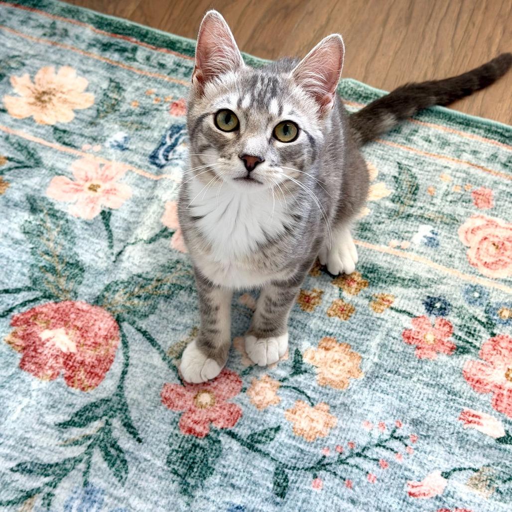 Enlarge Puffin (Coastal Birds), a Adoptable Domestic Short Hair in Charlotte, NC image 6/6