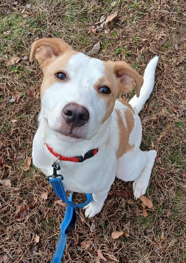 Enlarge PEPPY, an adopted Mixed Breed in Pegram, TN image 1/1