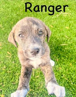 Enlarge Ranger, an adopted mixed breed in Mount Juliet, TN image 1/4