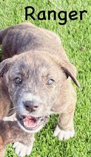 Enlarge Ranger, an adopted mixed breed in Mount Juliet, TN image 4/4