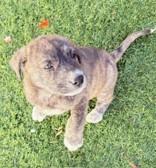 Enlarge Ranger, an adopted mixed breed in Mount Juliet, TN image 2/4