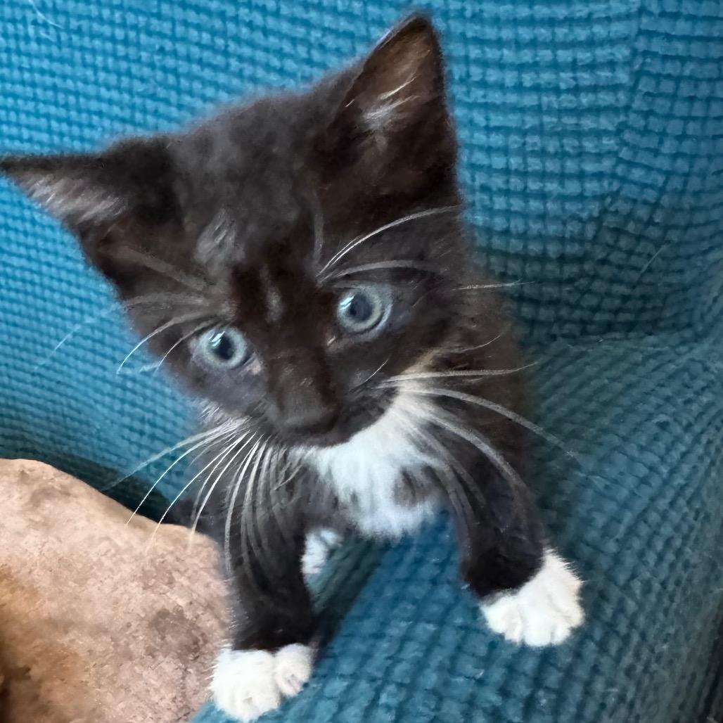 Enlarge 1389 Kit Walker, a Adoptable Domestic Medium Hair in Abbeville, SC image 2/3