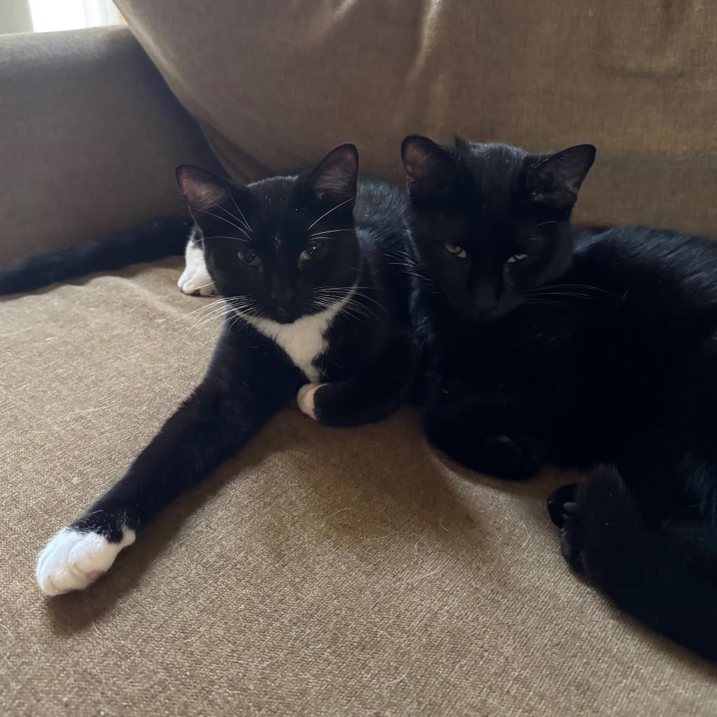 Enlarge 1389 Kit Walker, a Adoptable Domestic Medium Hair in Abbeville, SC image 3/4