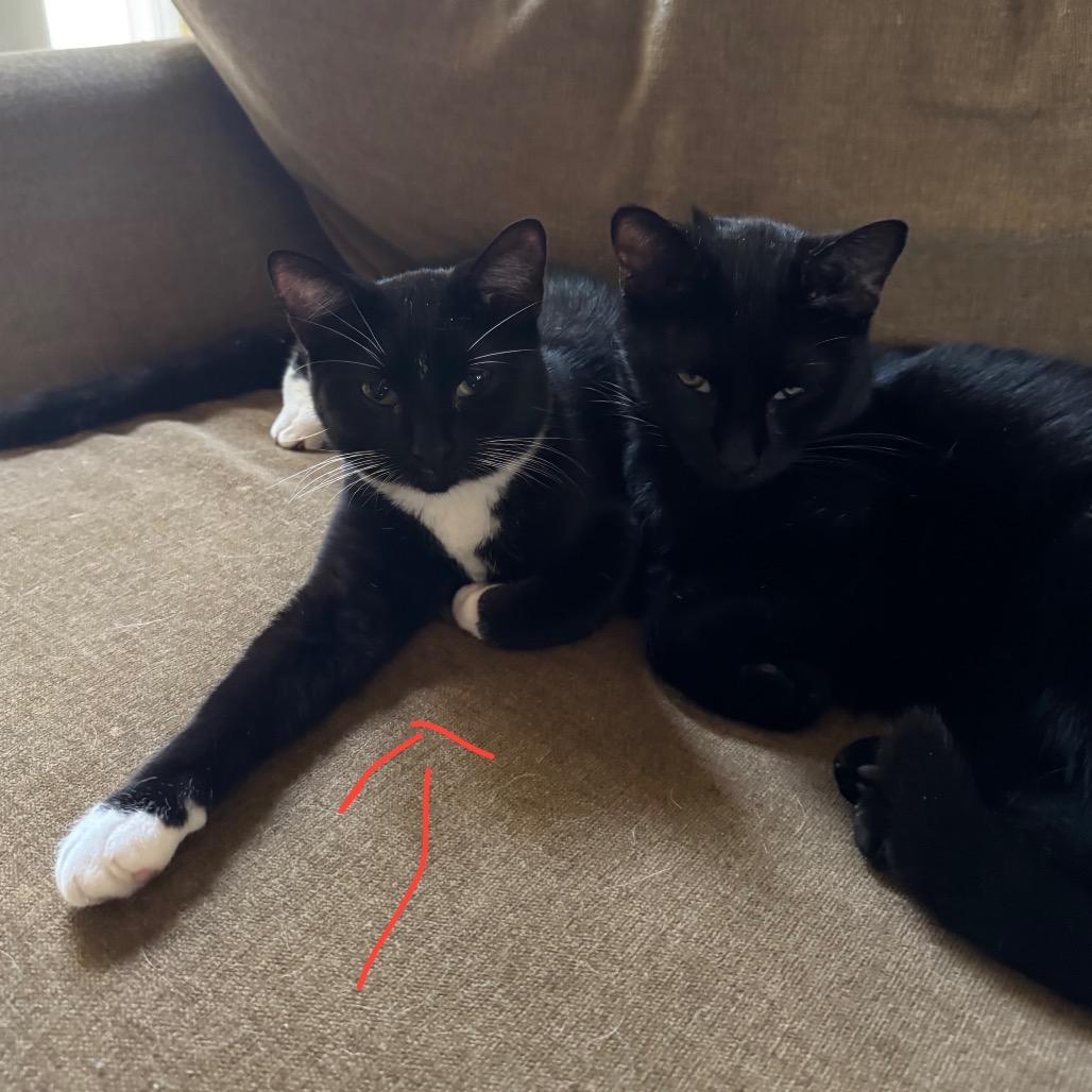 1389 Kit Walker, a Adoptable Domestic Medium Hair in Abbeville, SC image 3/4