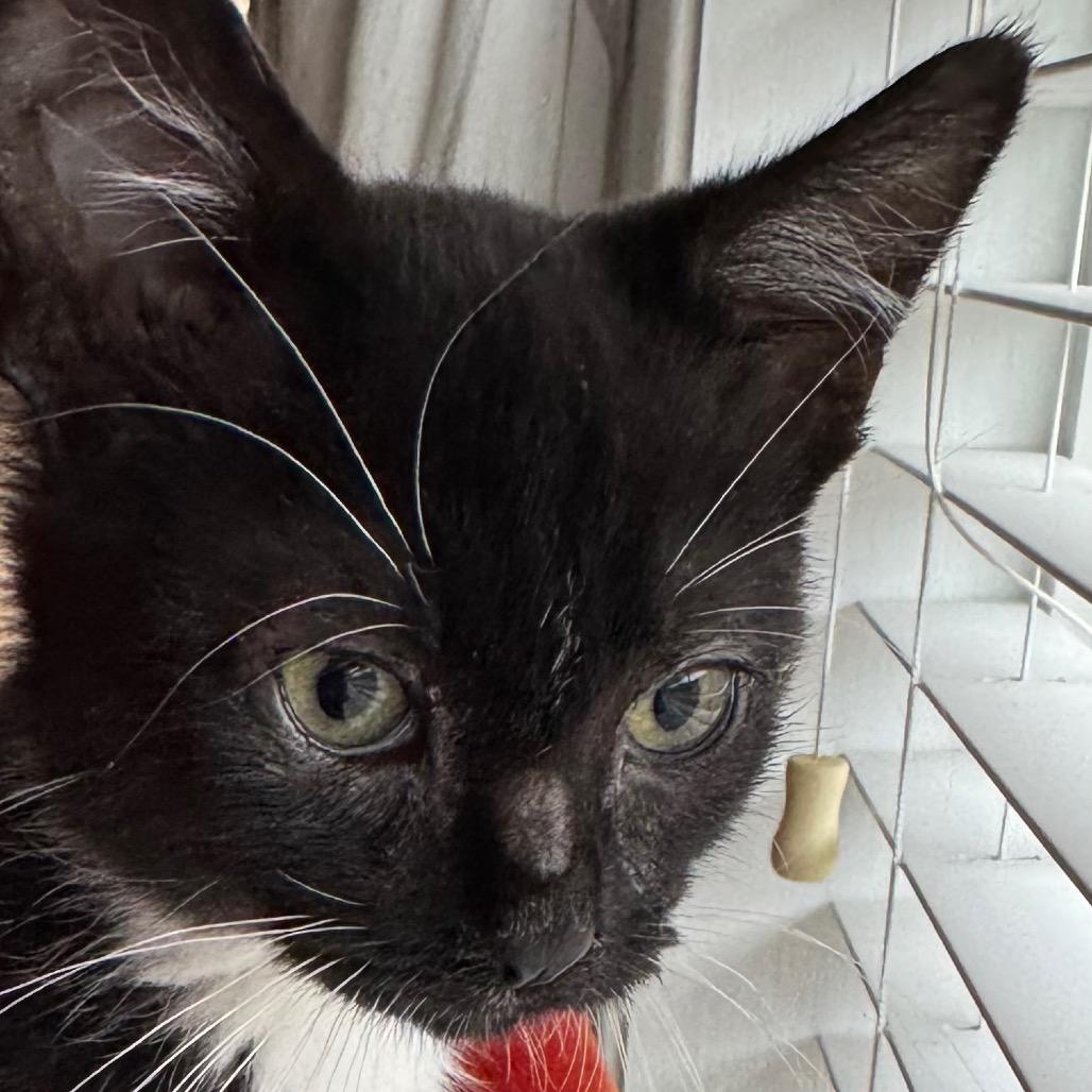 Enlarge 1389 Kit Walker, a Adoptable Domestic Medium Hair in Abbeville, SC image 3/3