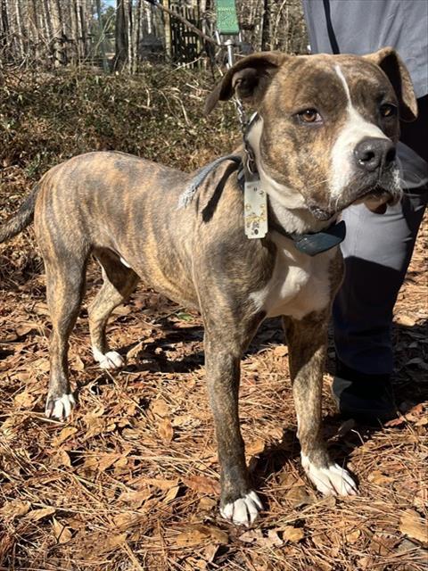 TIGER, Adoptable, Young Male Boxer & Staffordshire Bull Terrier.