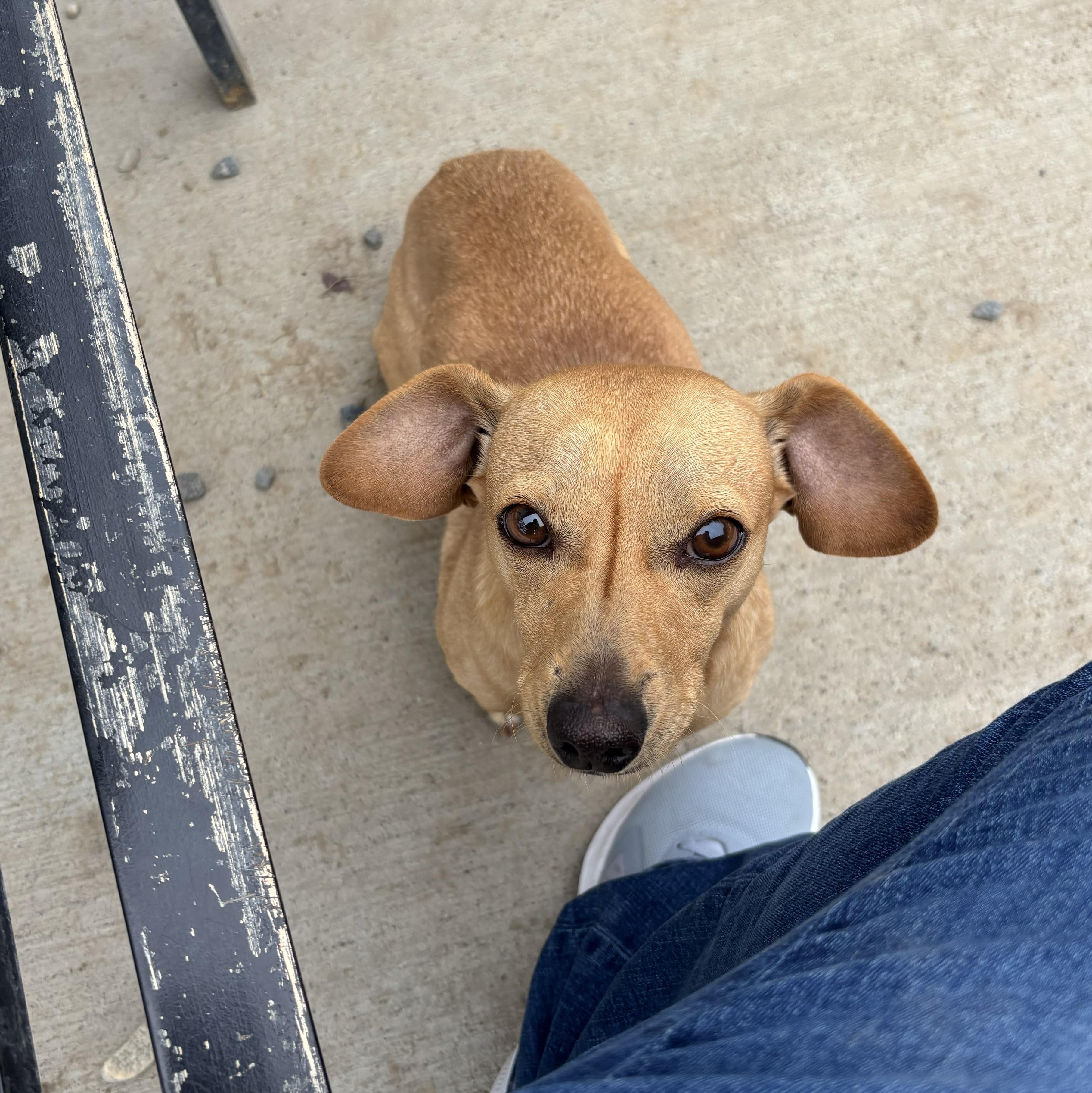 Cooper, adopted, Adult Male Dachshund.