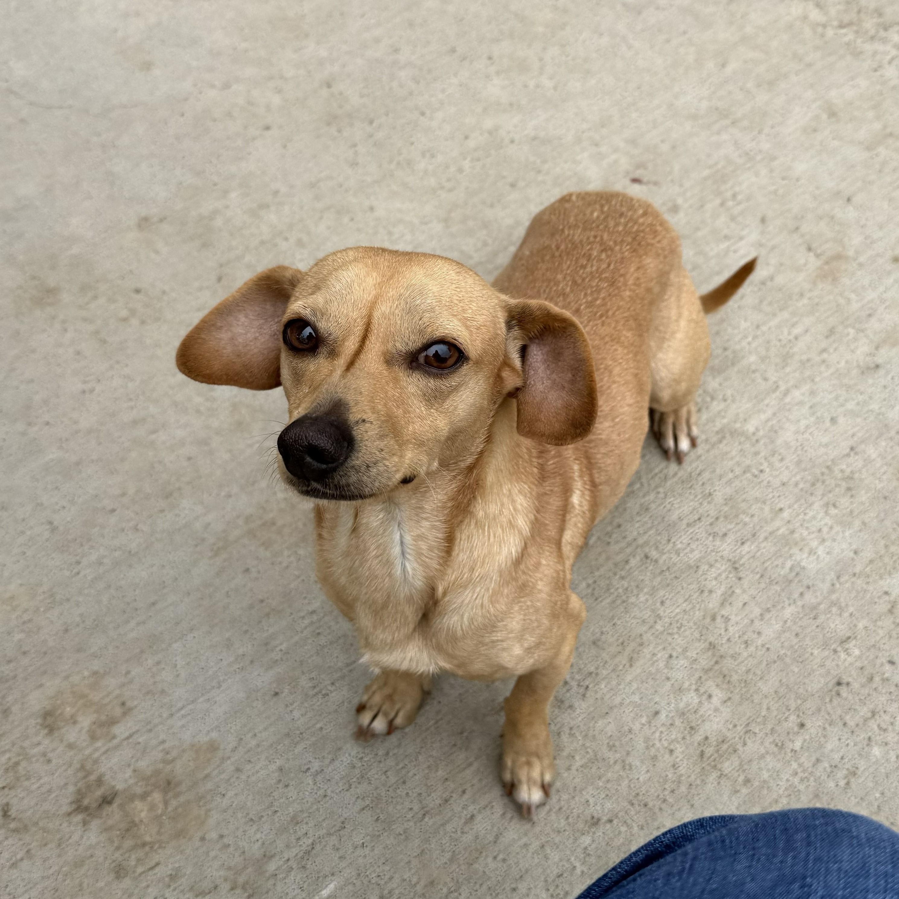 Cooper, an adopted mixed breed in Quincy, WA image 2/3