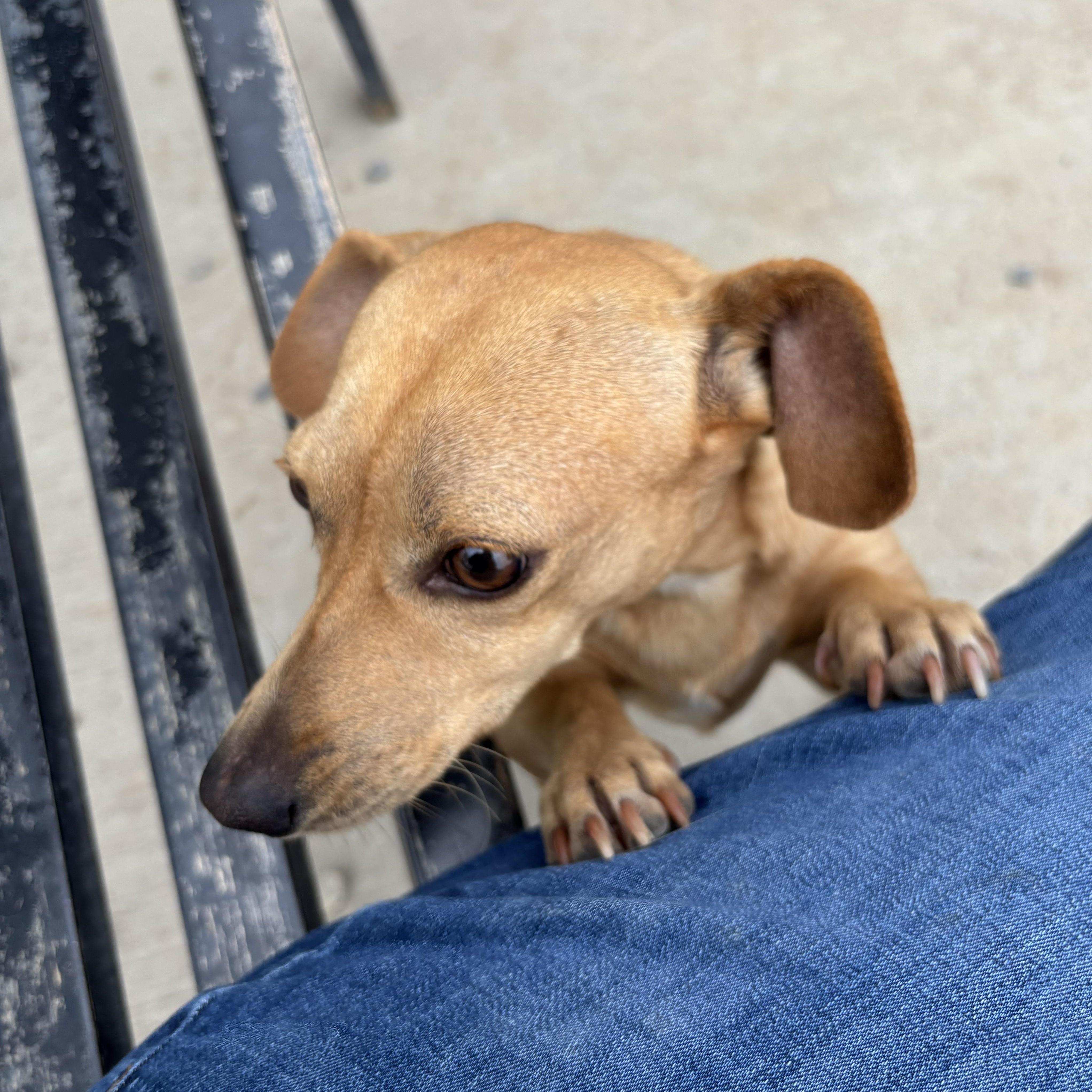 Cooper, an adopted mixed breed in Quincy, WA image 3/3