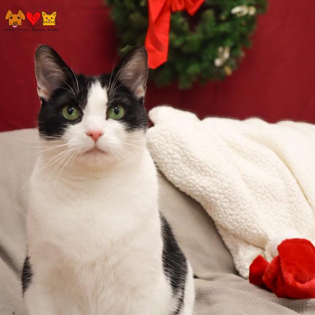 Enlarge IVY, a Adoptable Domestic Short Hair in Aliquippa, PA image 1/1