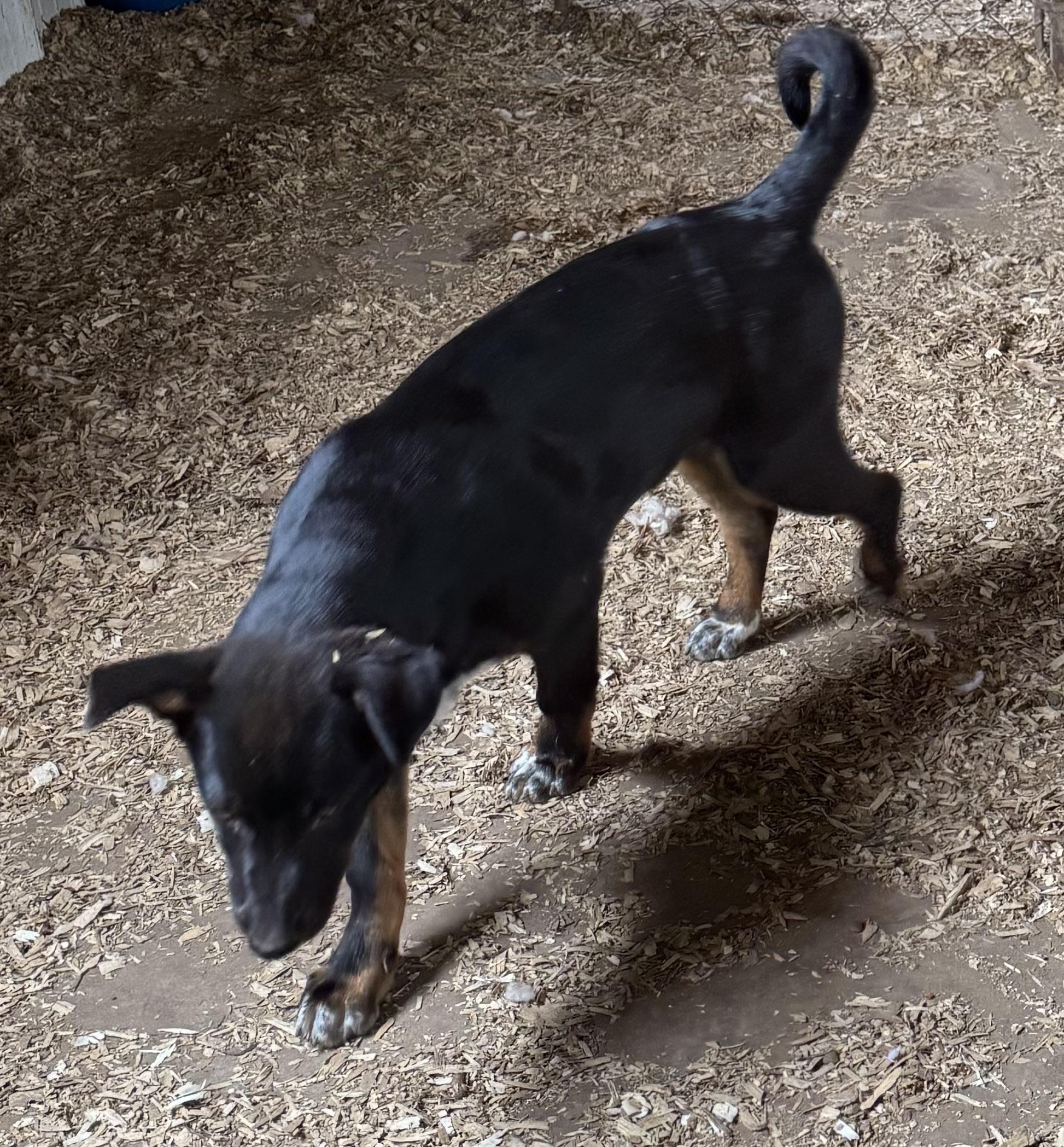 Enlarge Andy, a Adoptable mixed breed in Glenwood City, WI image 1/4