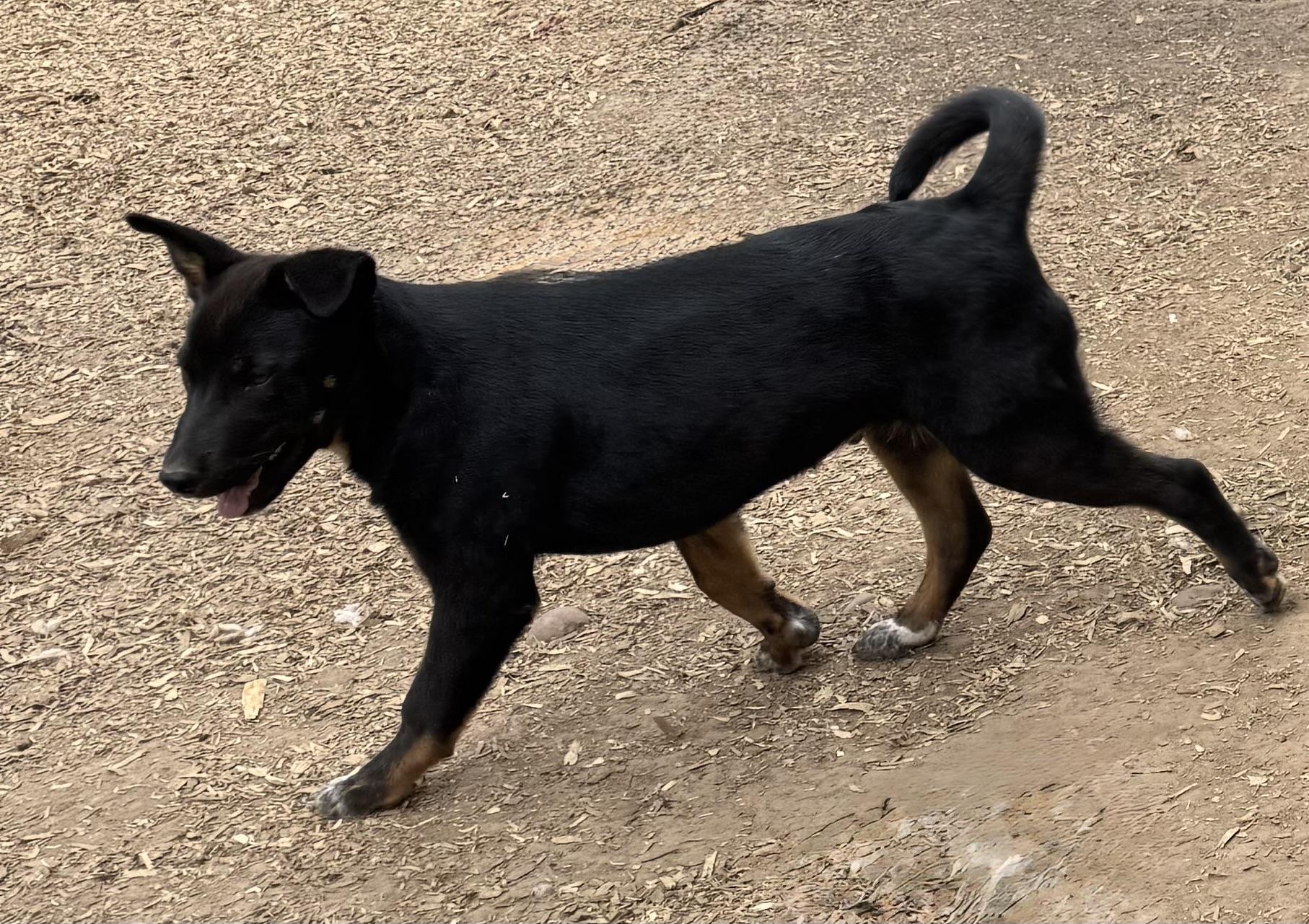 Enlarge Andy, a Adoptable mixed breed in Glenwood City, WI image 2/4