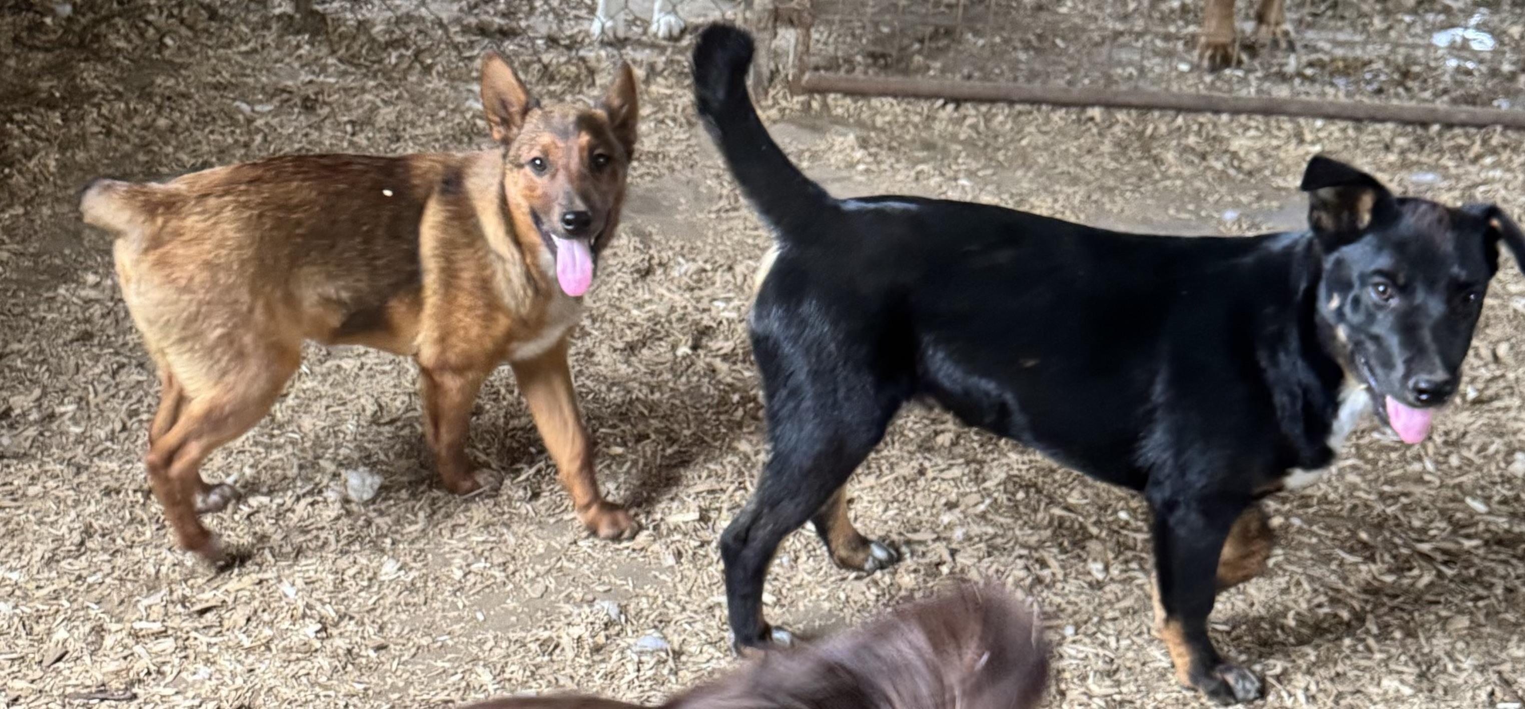 Enlarge Andy, a Adoptable mixed breed in Glenwood City, WI image 3/4
