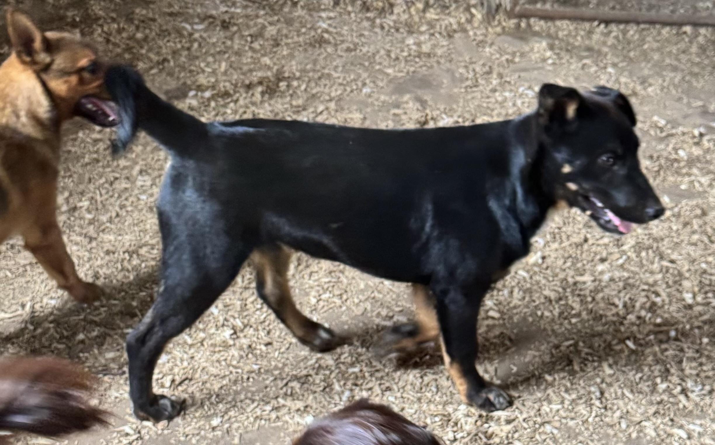 Enlarge Andy, a Adoptable mixed breed in Glenwood City, WI image 4/4