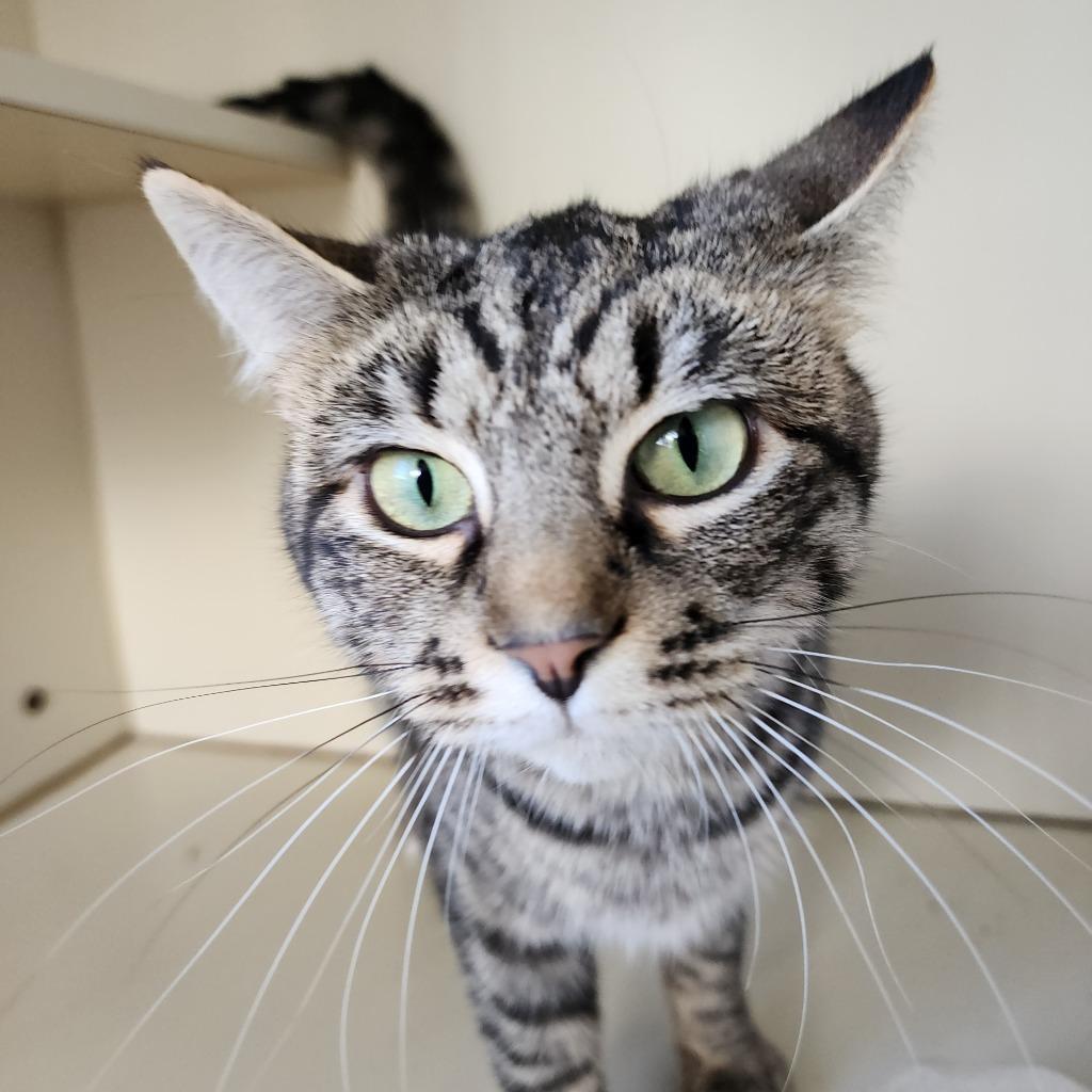 Enlarge Violet, a Adoptable mixed breed in Muskegon, MI image 1/3