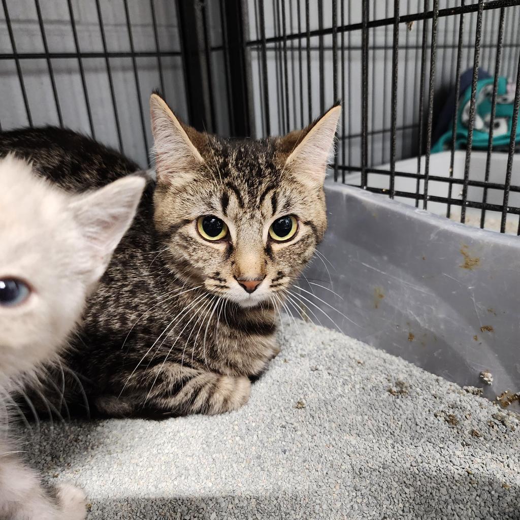 Violet, Adoptable, Adult Female Domestic Short Hair.