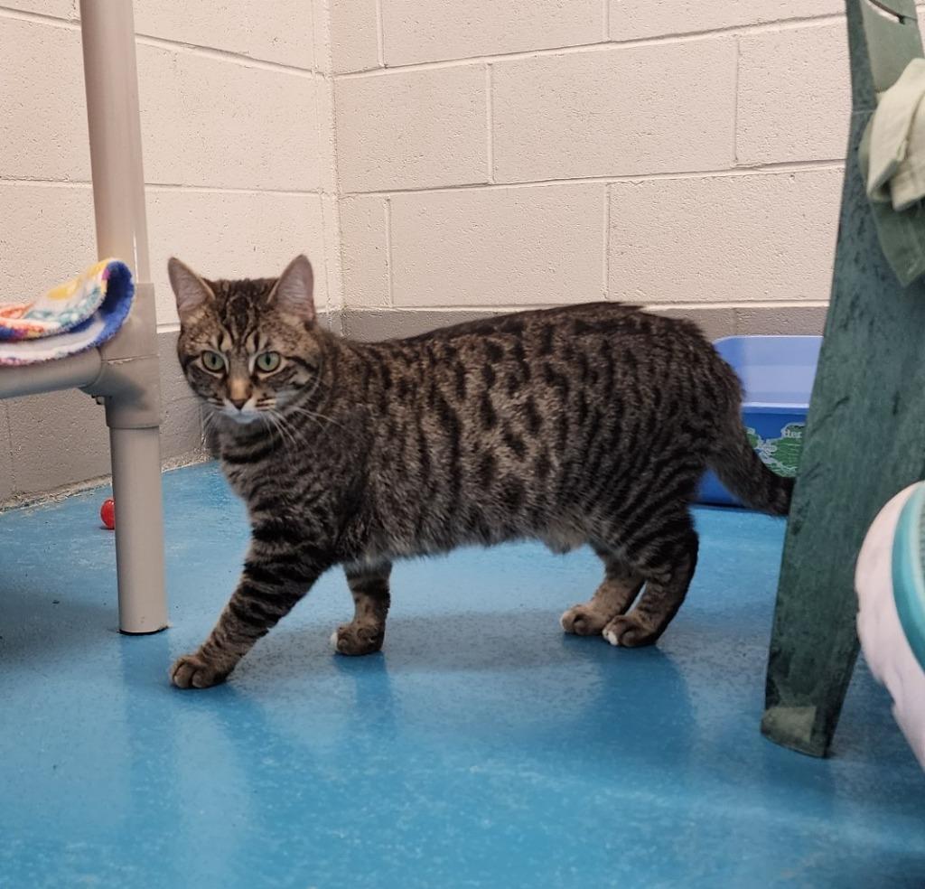 Enlarge Violet, a Adoptable mixed breed in Muskegon, MI image 3/3