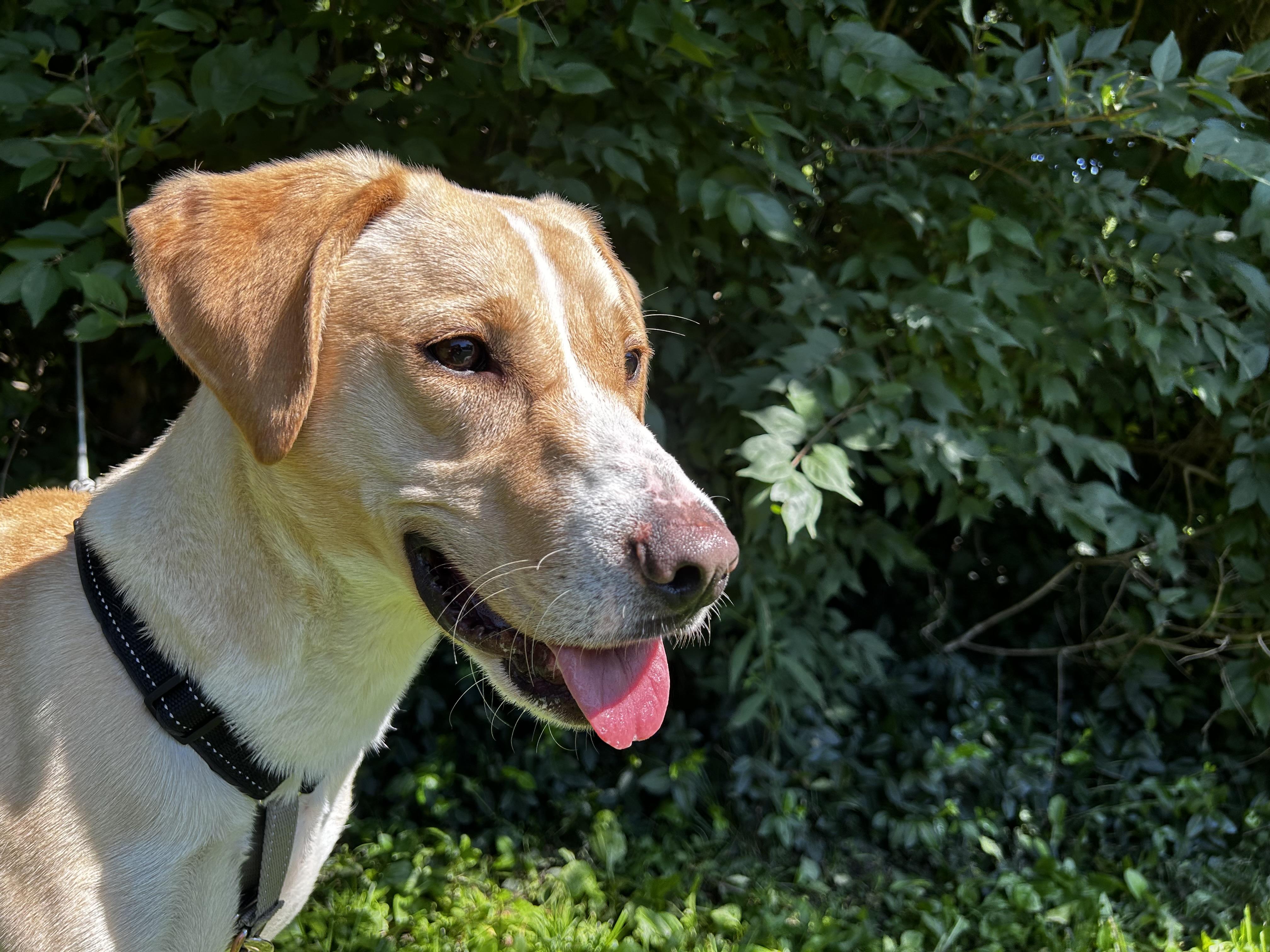 Cornbread, an adoptable mixed breed in Indianapolis, IN image 4/4