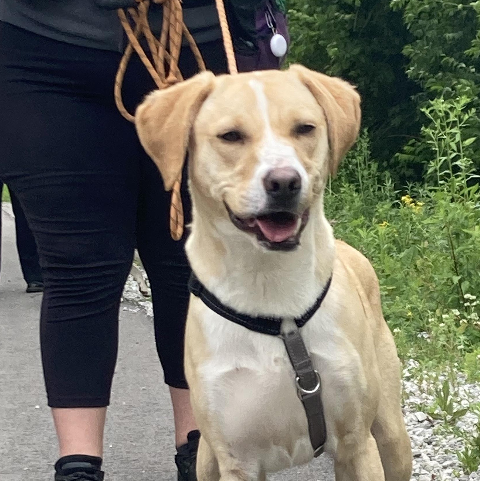 Cornbread, an adoptable mixed breed in Indianapolis, IN image 1/4