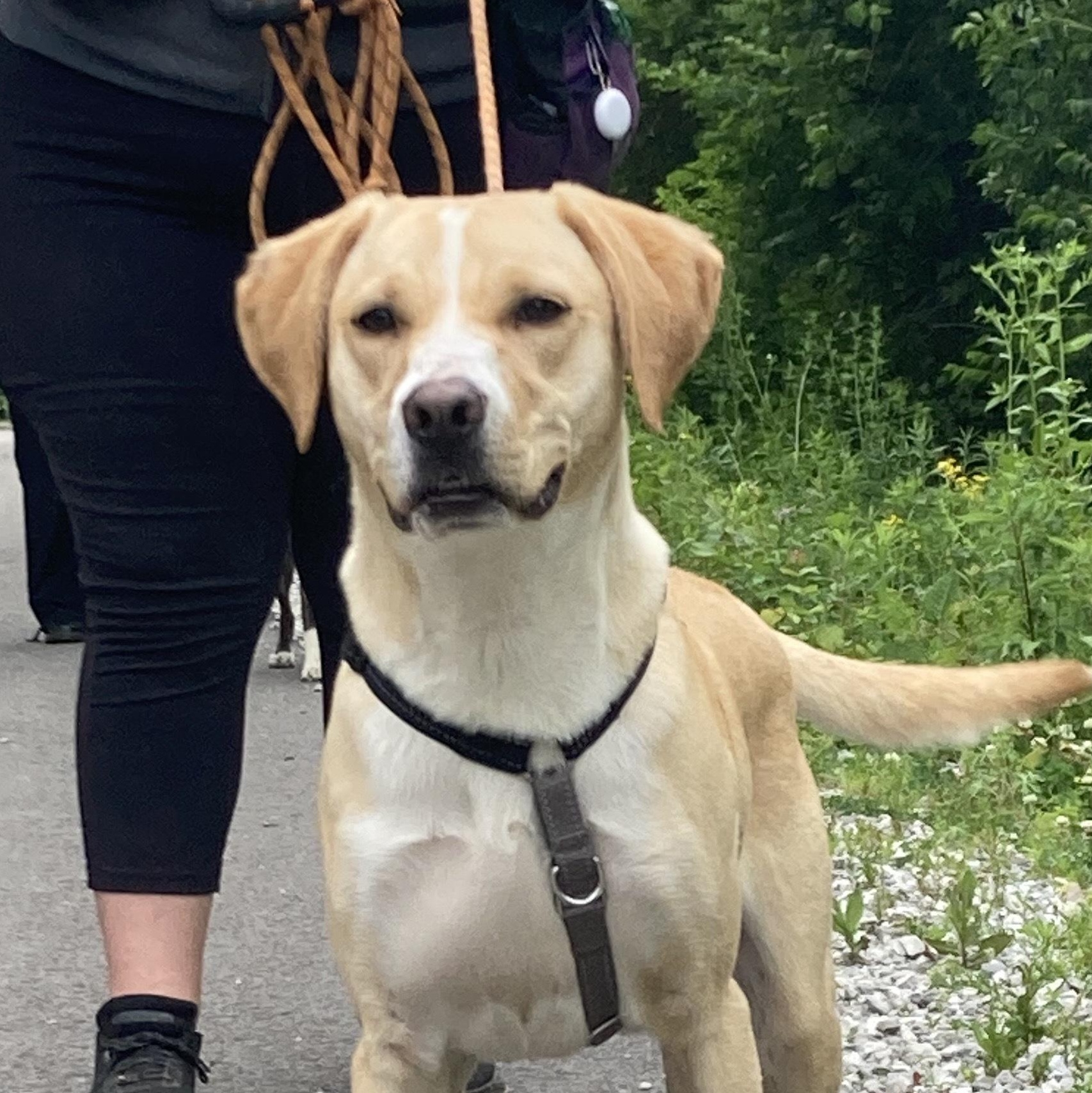 Cornbread, an adoptable mixed breed in Indianapolis, IN image 3/4