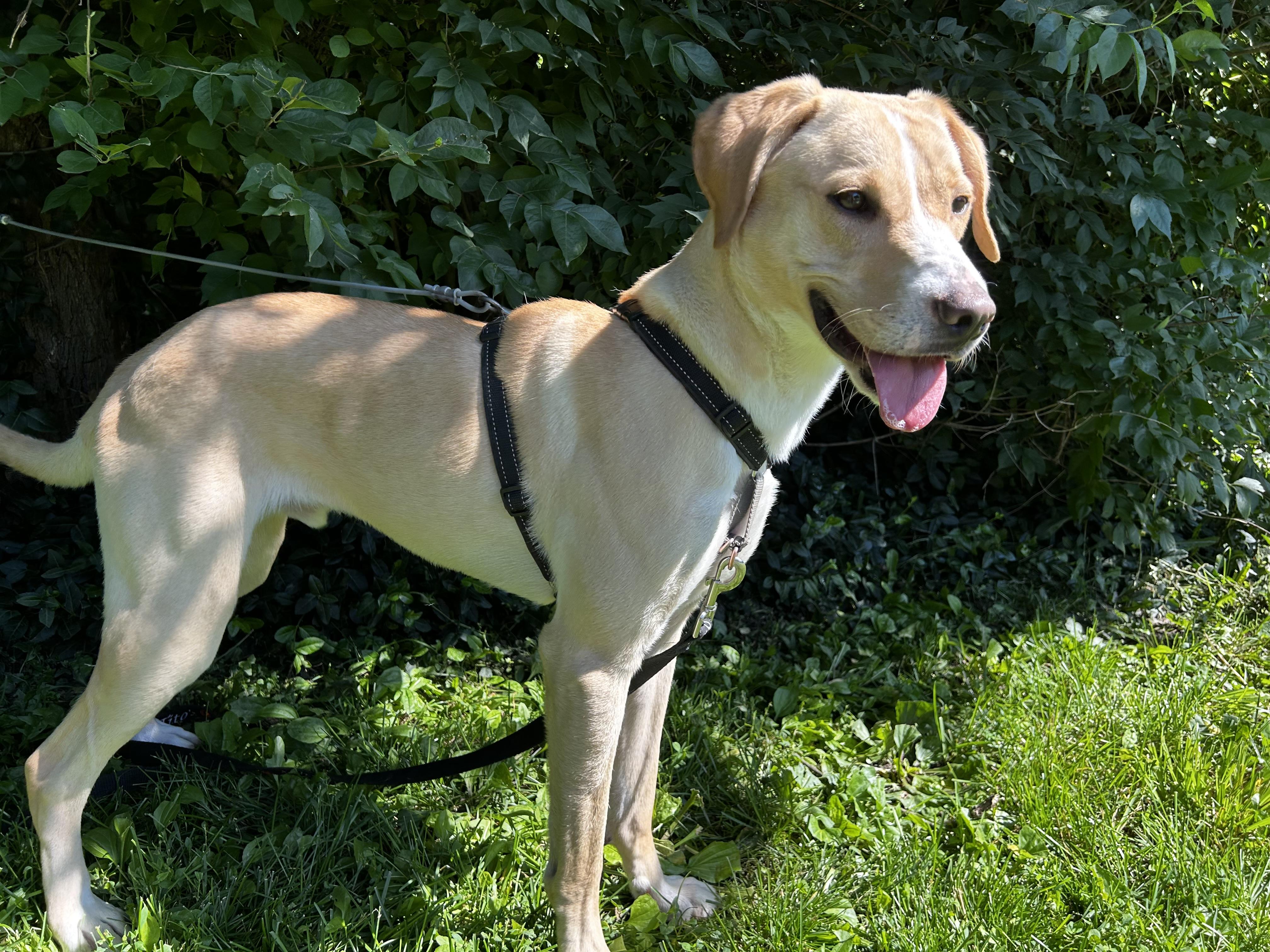 Cornbread, an adoptable mixed breed in Indianapolis, IN image 2/4