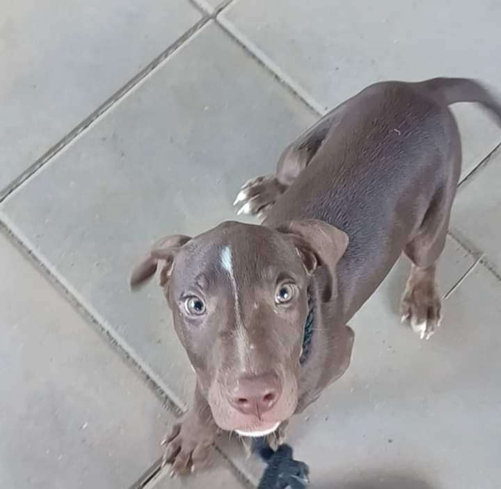 Conrad, Adoptable, Puppy Male Chocolate Labrador Retriever & Coonhound.