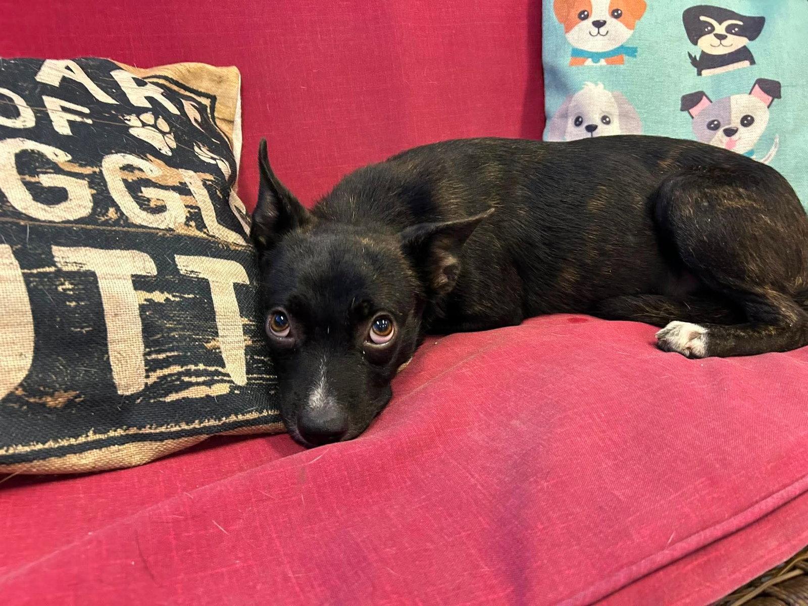 Enlarge Dolly, a Adoptable Boston Terrier in Steeleville, IL image 1/3