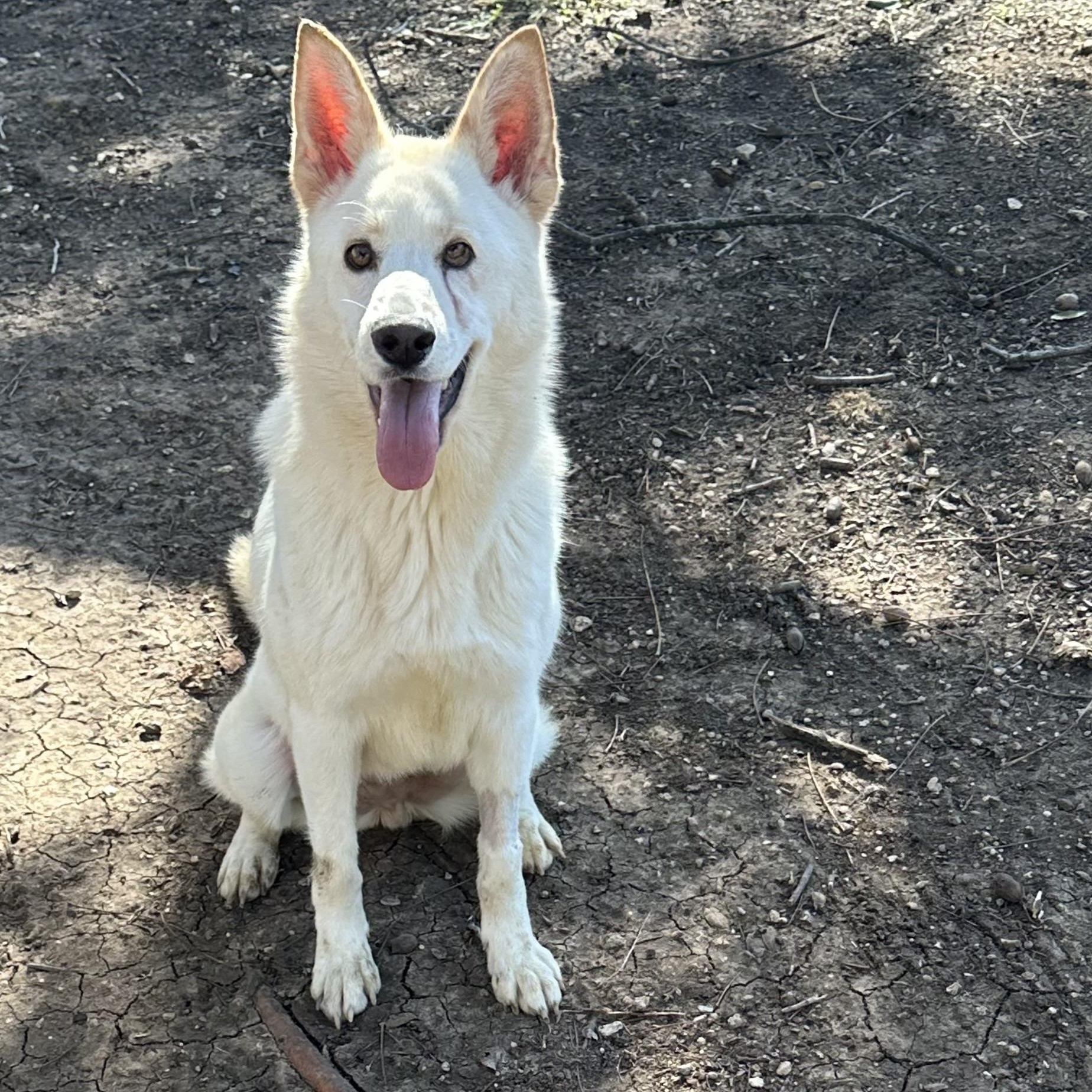 Enlarge Princess Snow, a Adoptable mixed breed in Chicago, IL image 6/6