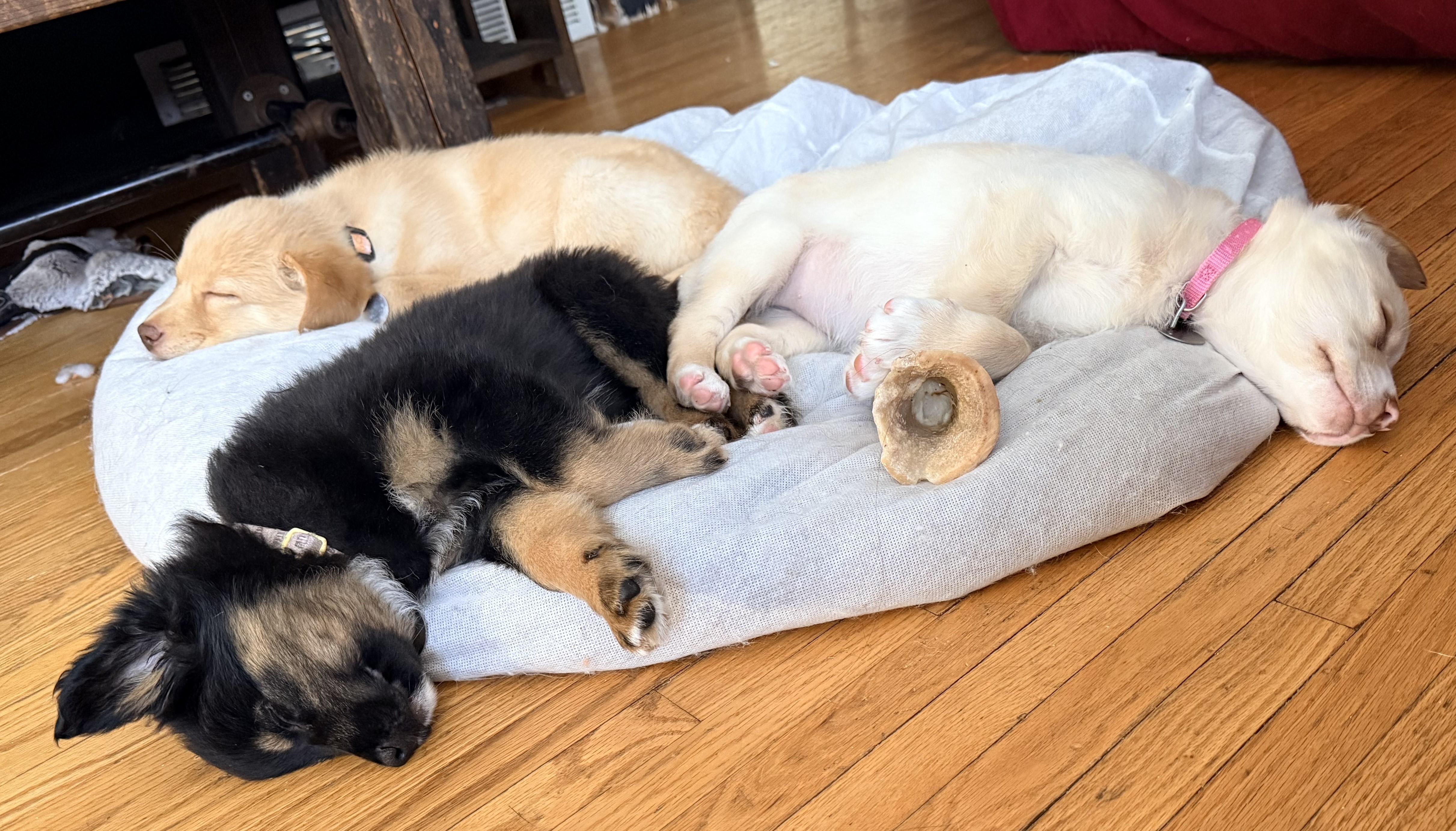 Enlarge Oyster, an adopted mixed breed in Saint Paul, MN image 3/3