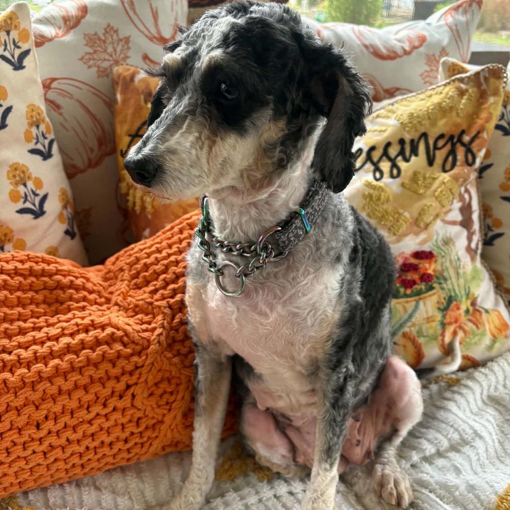 Hazel, Adoptable, Adult Female Bernese Mountain Dog & Miniature Poodle.