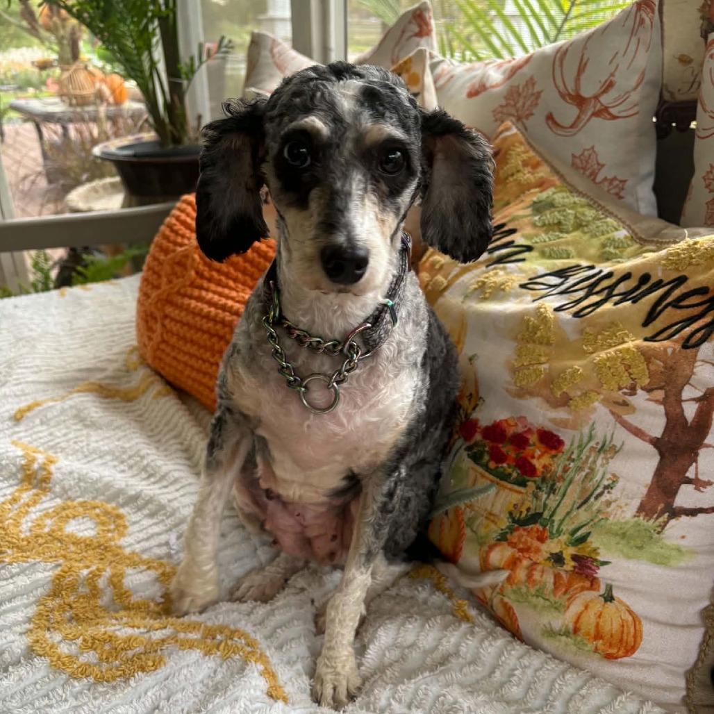 Enlarge Hazel, a Adoptable mixed breed in Rochester, MN image 2/6