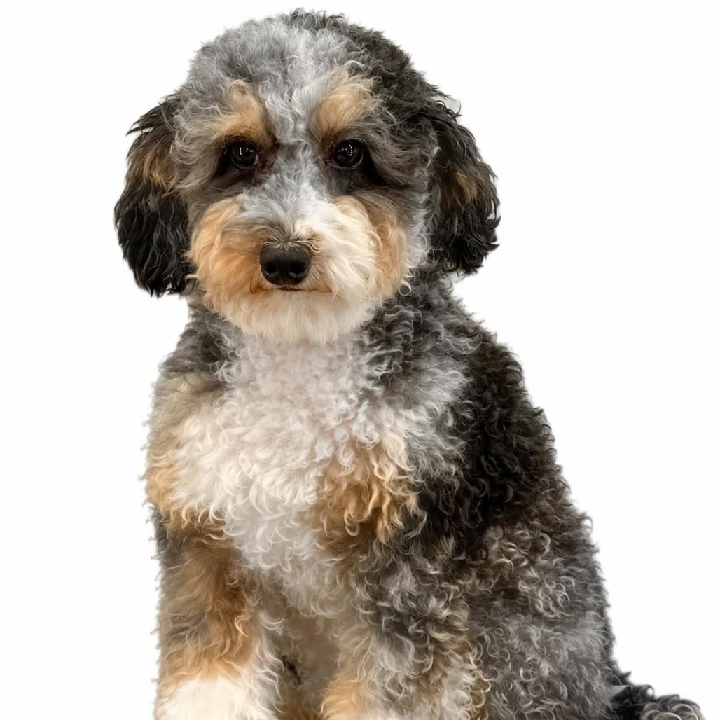 Enlarge Hazel, a Adoptable mixed breed in Rochester, MN image 3/6