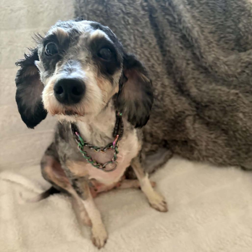 Enlarge Hazel, a Adoptable mixed breed in Rochester, MN image 4/6