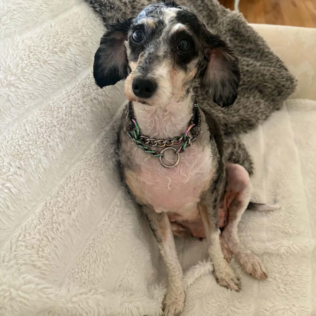Enlarge Hazel, a Adoptable mixed breed in Rochester, MN image 5/6
